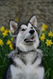 Alaskan Malamute