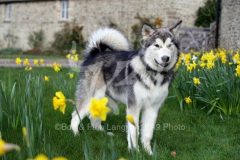 Alaskan Malamute