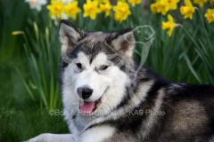 Alaskan Malamute