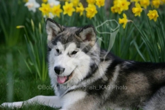 Alaskan Malamute