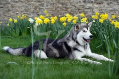 Alaskan Malamute