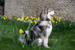 Alaskan Malamute