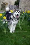 Alaskan Malamute