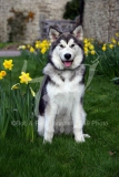 Alaskan Malamute