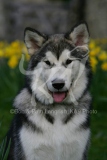 Alaskan Malamute