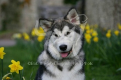 Alaskan Malamute