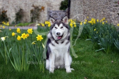 Alaskan Malamute