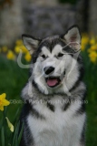 Alaskan Malamute