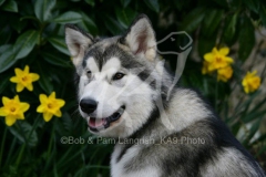 Alaskan Malamute