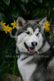 Alaskan Malamute