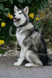 Alaskan Malamute