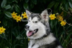 Alaskan Malamute