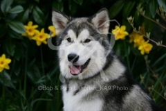 Alaskan Malamute