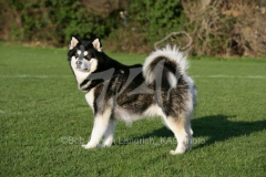 Alaskan Malamute