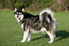 Alaskan Malamute