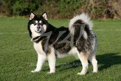 Alaskan Malamute