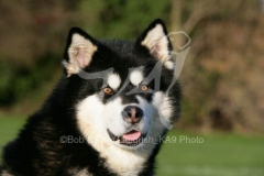 Alaskan Malamute