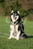 Alaskan Malamute