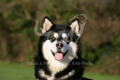 Alaskan Malamute