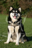 Alaskan Malamute