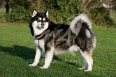 Alaskan Malamute