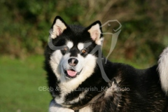 Alaskan Malamute