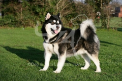 Alaskan Malamute