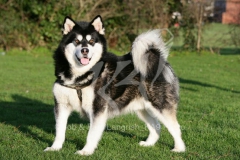 Alaskan Malamute