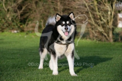 Alaskan Malamute