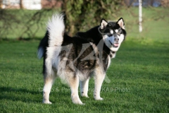 Alaskan Malamute