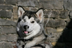 Alaskan Malamute