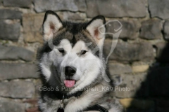 Alaskan Malamute