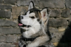 Alaskan Malamute