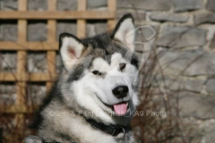 Alaskan Malamute