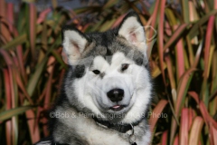 Alaskan Malamute