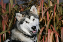 Alaskan Malamute