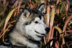 Alaskan Malamute