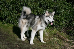 Alaskan Malamute