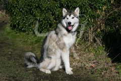 Alaskan Malamute