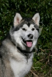 Alaskan Malamute