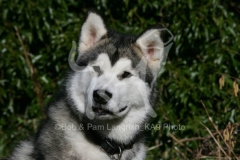 Alaskan Malamute