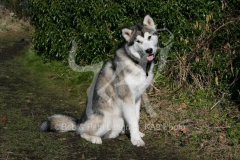 Alaskan Malamute