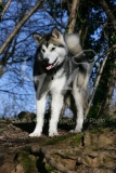 Alaskan Malamute