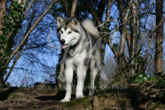 Alaskan Malamute