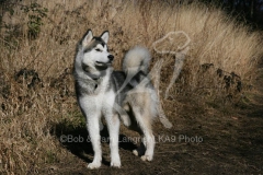 Alaskan Malamute