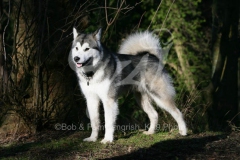 Alaskan Malamute