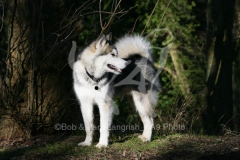 Alaskan Malamute