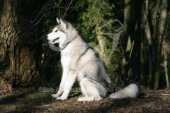 Alaskan Malamute