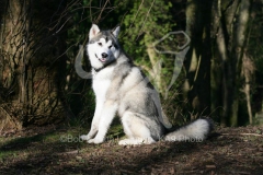 Alaskan Malamute