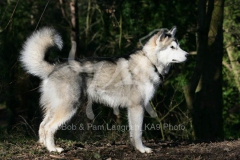 Alaskan Malamute